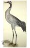 COMMON CRANE PL 2